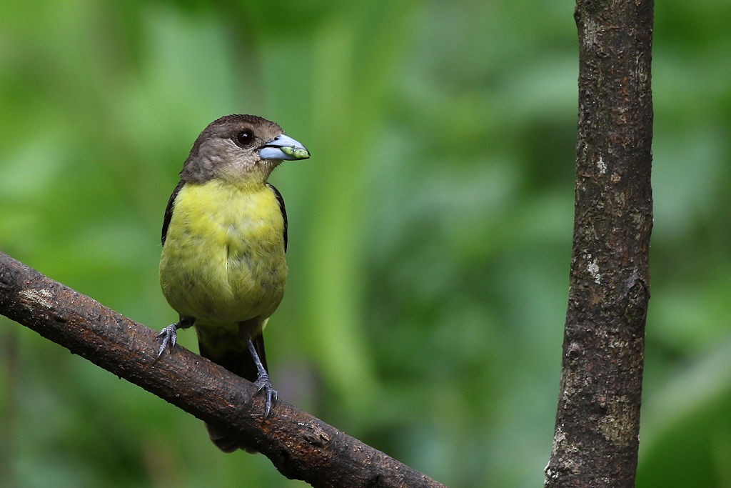 Flame-rumped Tanager - ML65629401
