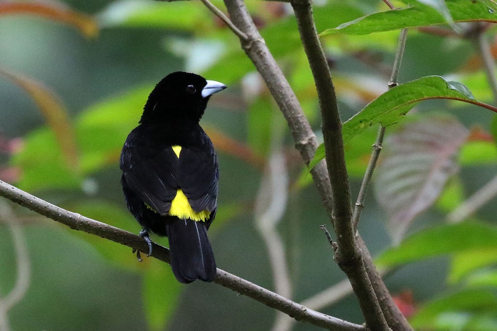 Flame-rumped Tanager - ML65629411
