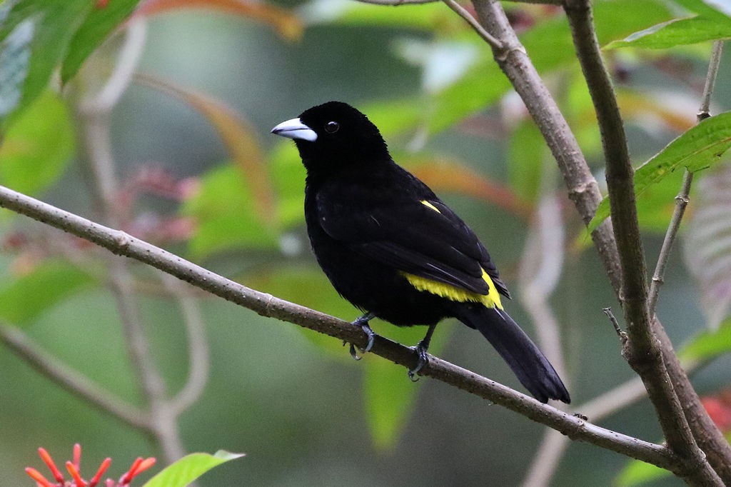 Flame-rumped Tanager - William Hull