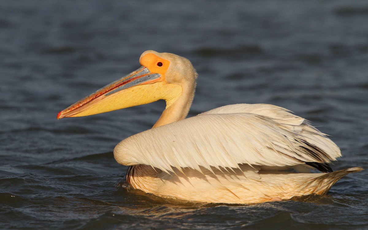 pelikán bílý - ML65630041