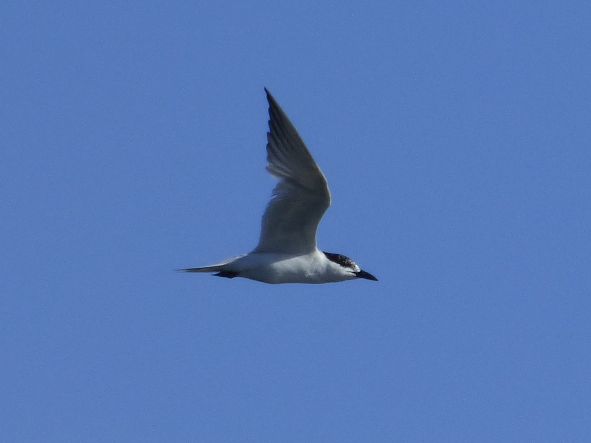 Gull-billed Tern - David True