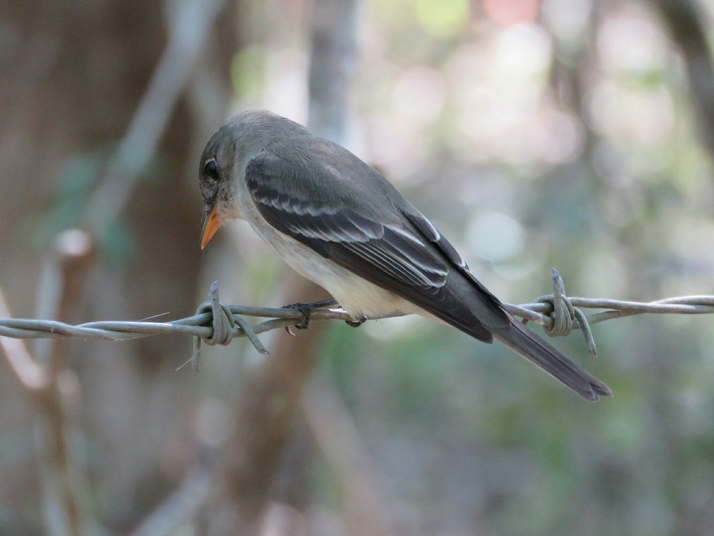 Eastern Wood-Pewee - Angel Castillo Birdwatching Guide