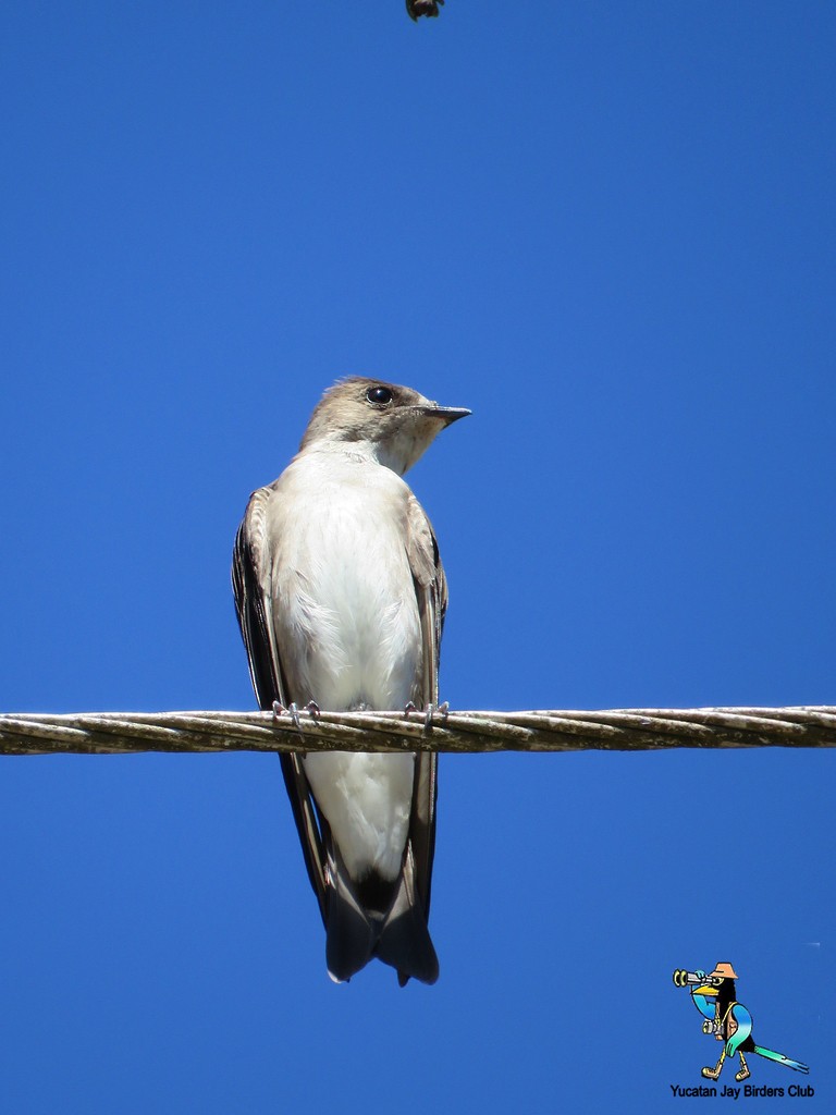Northern Rough-winged Swallow (Ridgway's) - Angel Castillo Birdwatching Guide