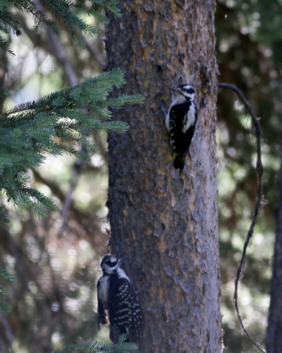 Hairy Woodpecker (Rocky Mts.) - ML65634661