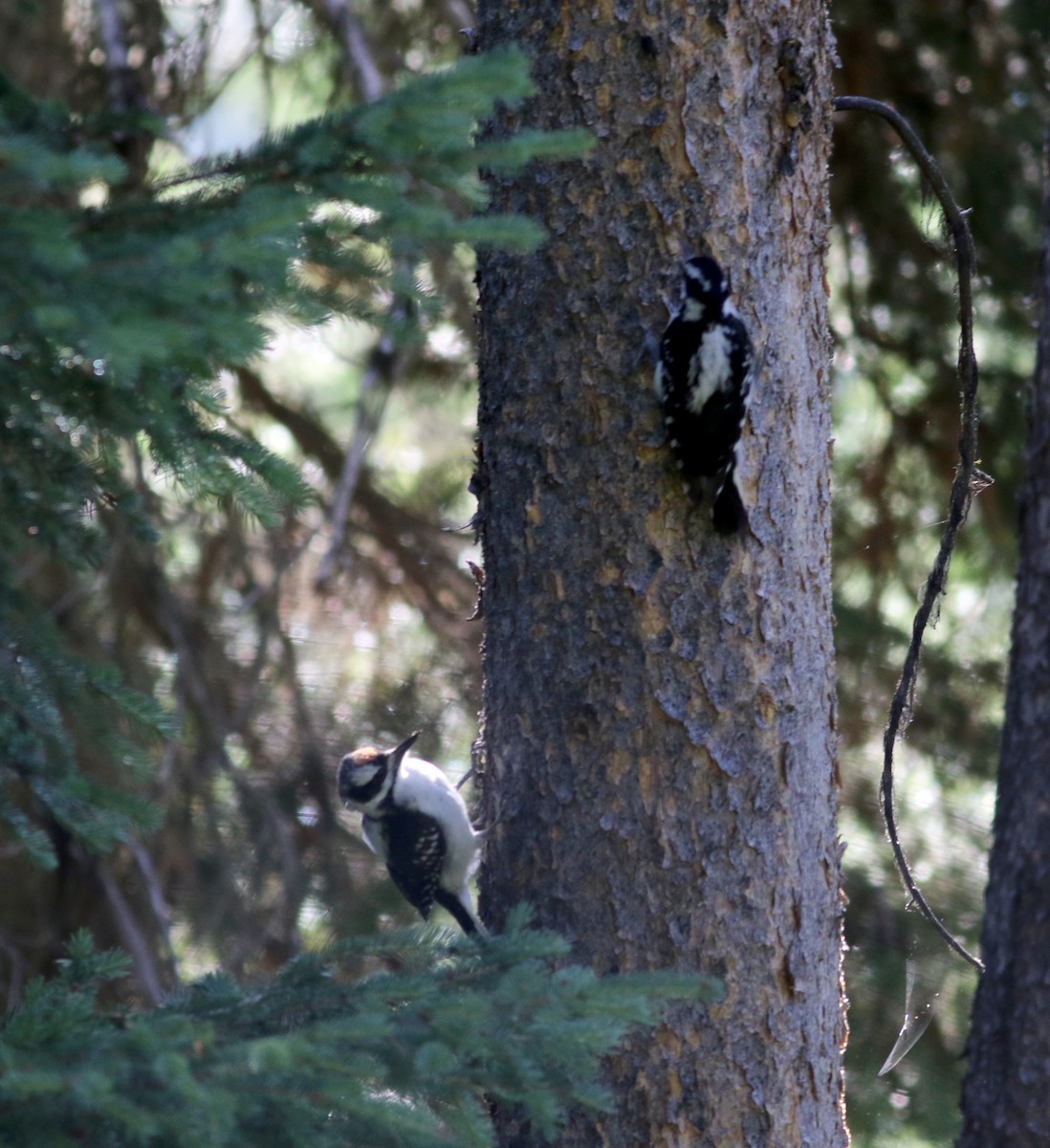Hairy Woodpecker (Rocky Mts.) - ML65634671
