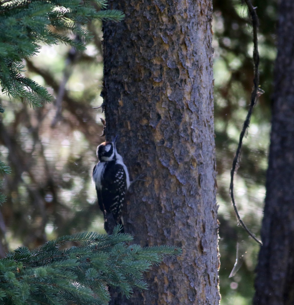 Hairy Woodpecker (Rocky Mts.) - ML65634731