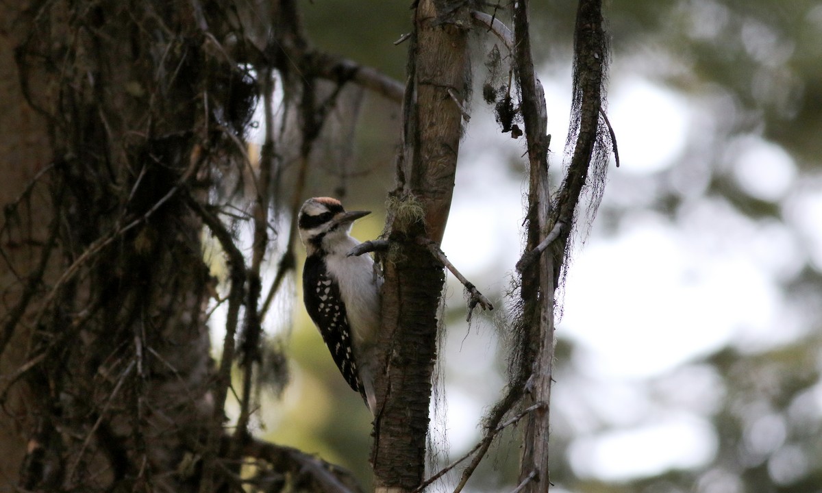Hairy Woodpecker (Rocky Mts.) - ML65635081