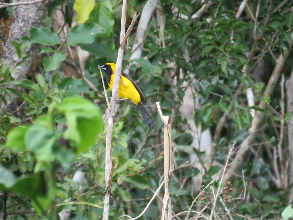 Yellow-backed Oriole - Angel Castillo Birdwatching Guide