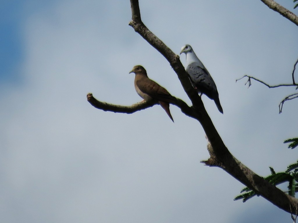 Blue Ground Dove - Angel Castillo Birdwatching Guide