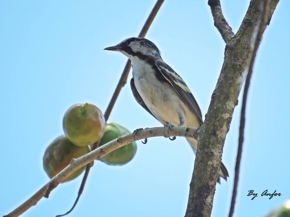 Chestnut-sided Warbler - Angel Castillo Birdwatching Guide