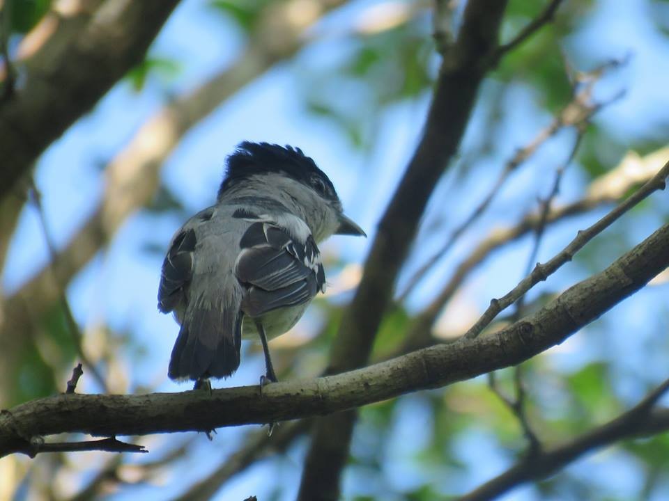 Gray-collared Becard - Angel Castillo Birdwatching Guide