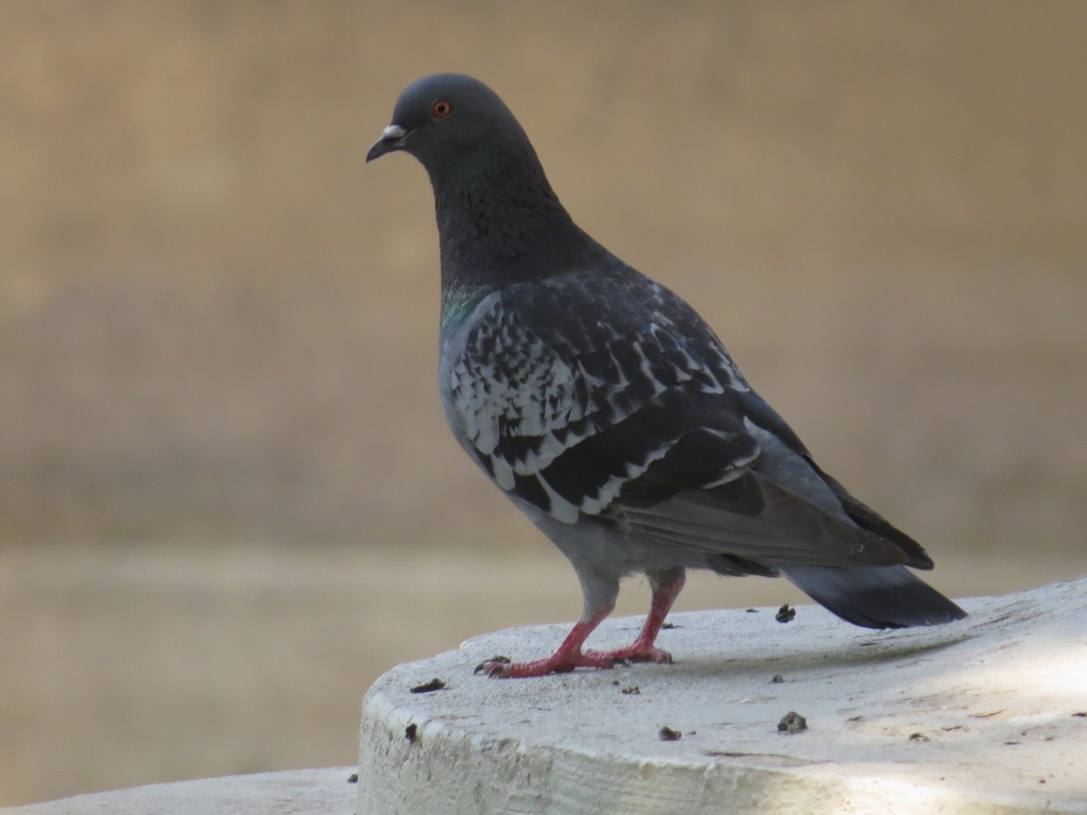 Rock Pigeon (Feral Pigeon) - ML65637451