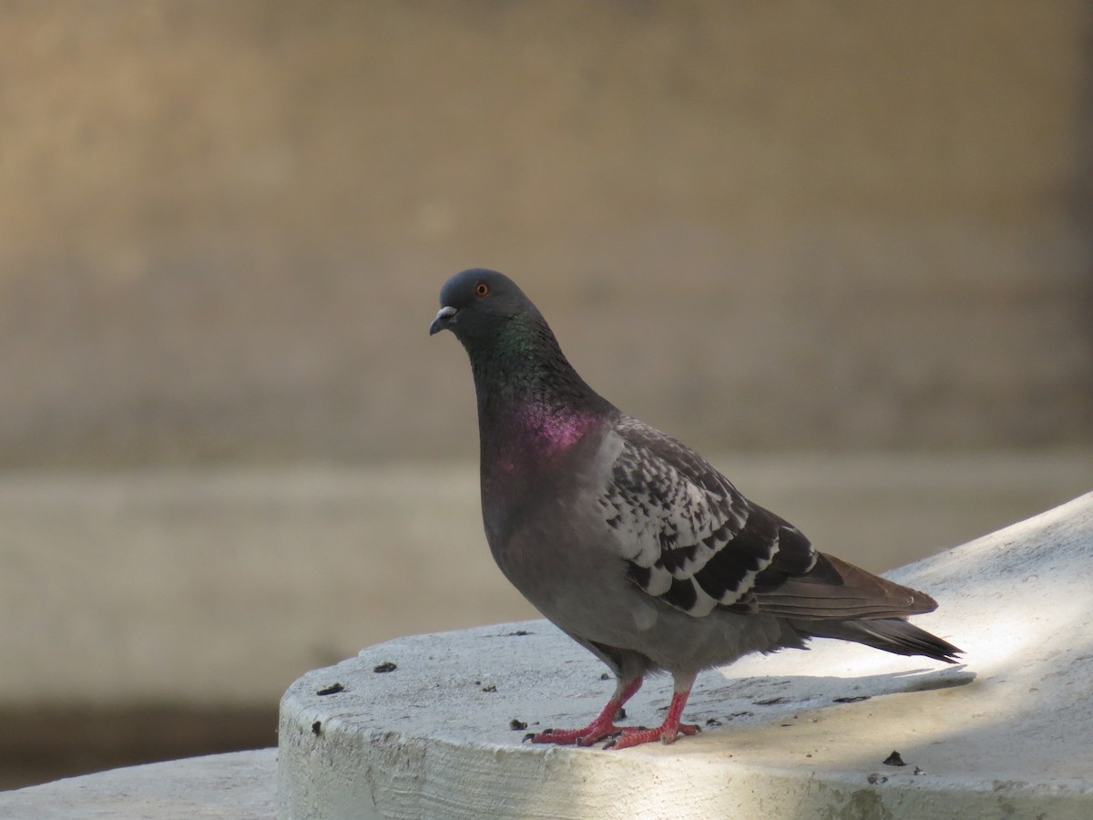 Rock Pigeon (Feral Pigeon) - ML65637491