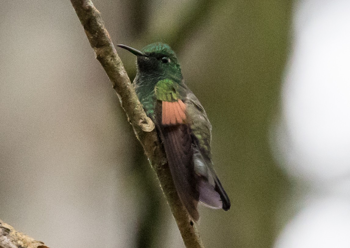 Stripe-tailed Hummingbird - ML65637761