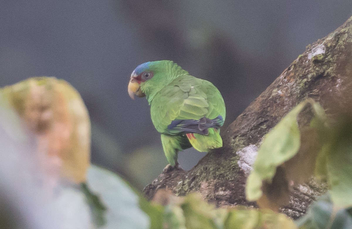 White-fronted Parrot - ML65637961