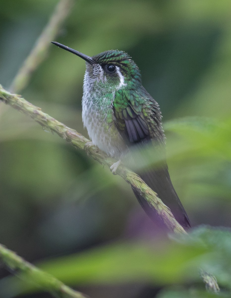 Green-breasted Mountain-gem - ML65638061