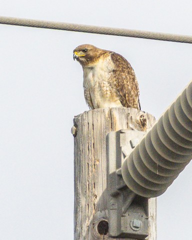 Red-tailed Hawk - James Kendall