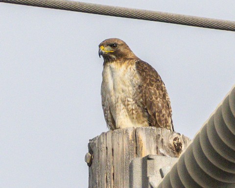 Red-tailed Hawk - James Kendall