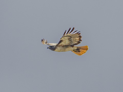 Red-tailed Hawk - James Kendall