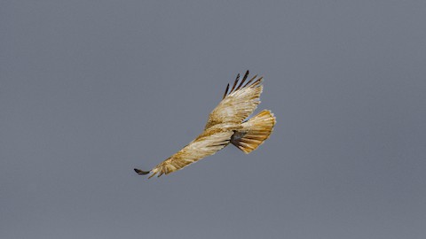Red-tailed Hawk - James Kendall