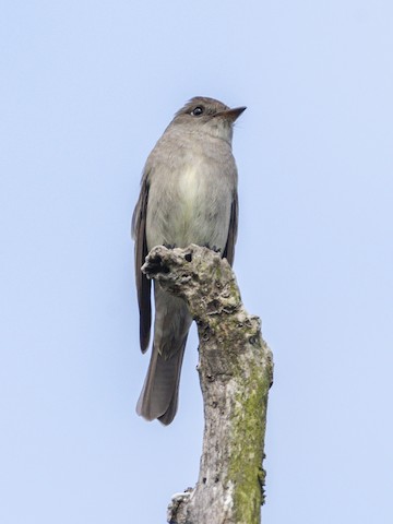 Western Wood-Pewee - James Kendall