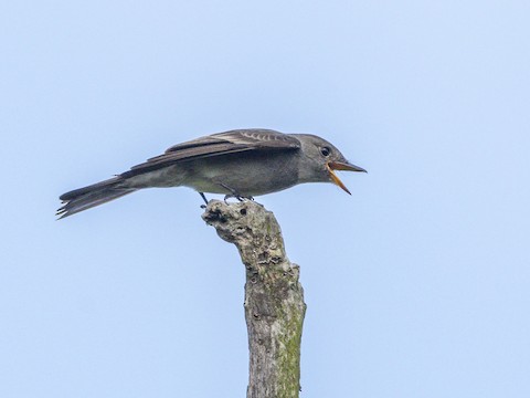 Western Wood-Pewee - James Kendall