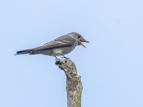 Western Wood-Pewee - James Kendall