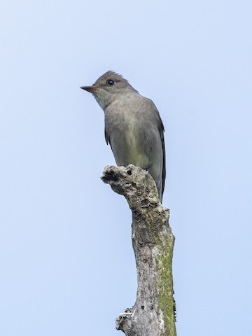 Western Wood-Pewee - James Kendall