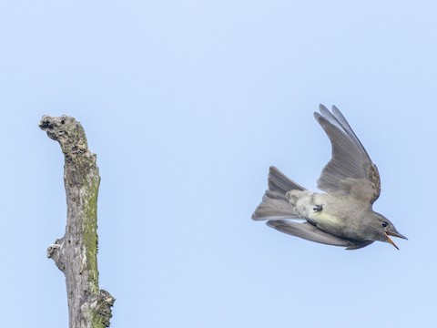 Western Wood-Pewee - James Kendall