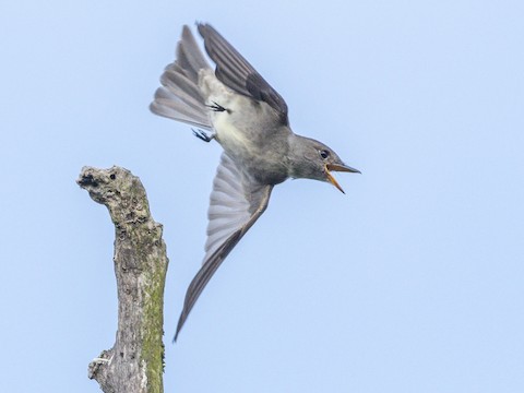 Western Wood-Pewee - James Kendall