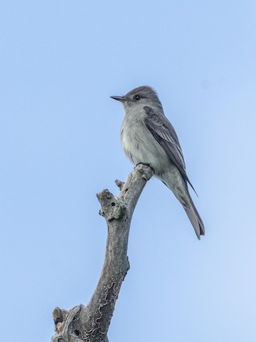 Western Wood-Pewee - James Kendall