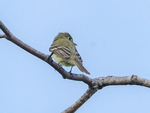 Western Flycatcher (Pacific-slope) - James Kendall