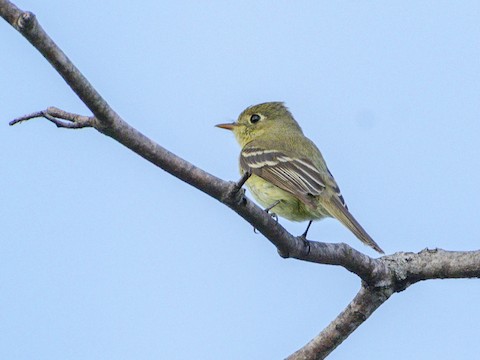 Western Flycatcher (Pacific-slope) - James Kendall