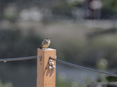Say's Phoebe - James Kendall