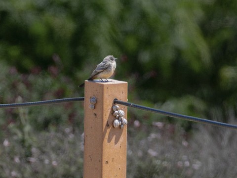 Say's Phoebe - James Kendall