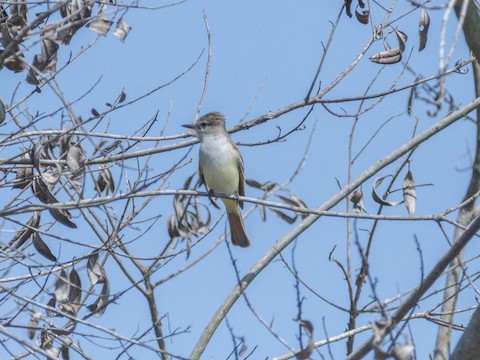 Ash-throated Flycatcher - James Kendall