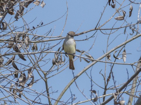 Ash-throated Flycatcher - James Kendall
