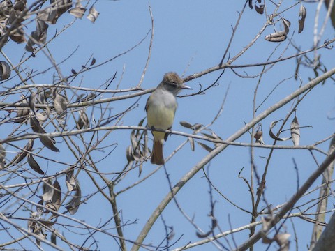 Ash-throated Flycatcher - James Kendall