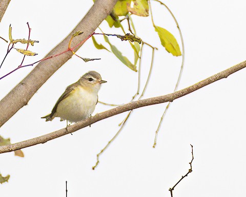Western Warbling Vireo - James Kendall