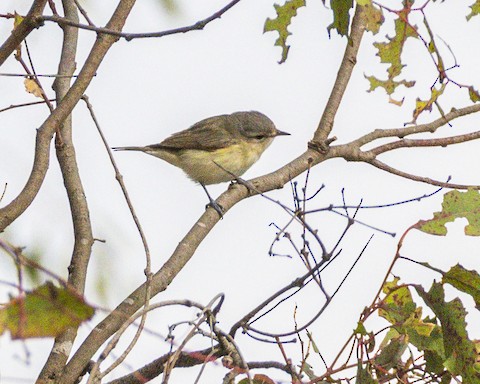 Western Warbling Vireo - James Kendall