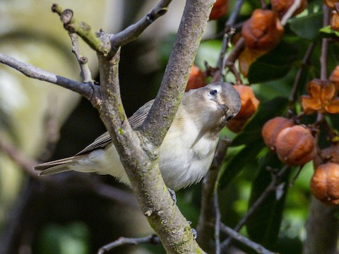 Western Warbling Vireo - James Kendall