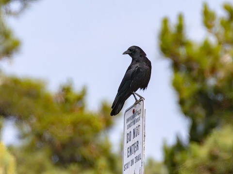 American Crow - James Kendall