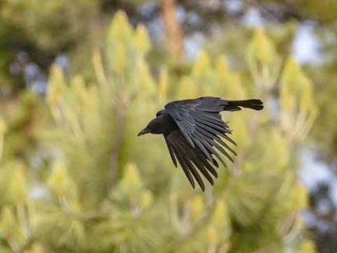 American Crow - James Kendall