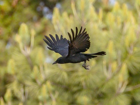 American Crow - James Kendall
