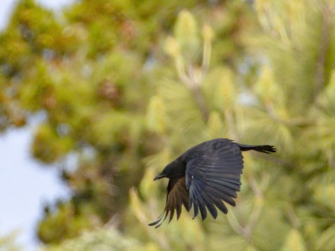 American Crow - James Kendall
