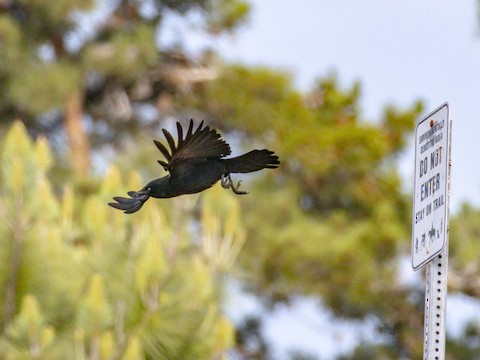 American Crow - James Kendall