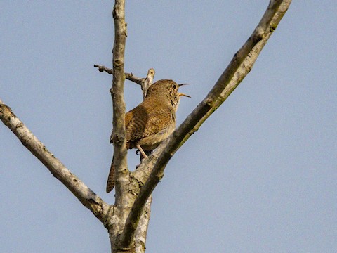Northern House Wren - James Kendall