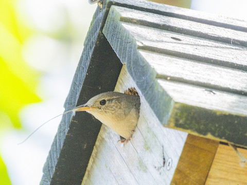 Northern House Wren - James Kendall
