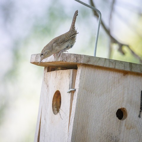 Northern House Wren - James Kendall