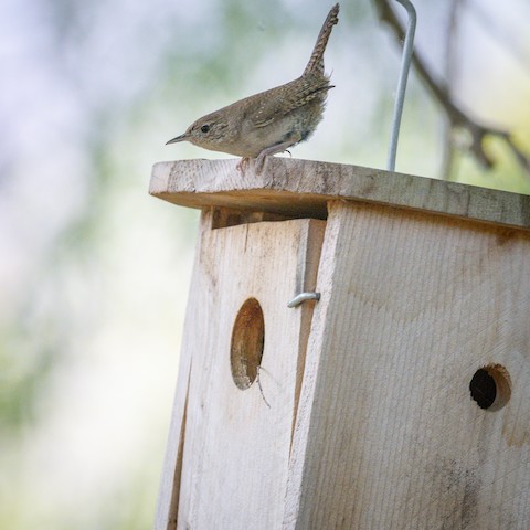 Northern House Wren - James Kendall